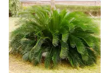 Palmiye Türleri ve Özellikleri Palmiye Türleri ve Özellikleri