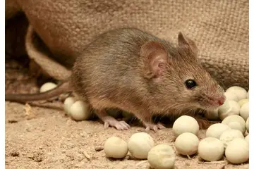 Fare Türleri Nelerdir?