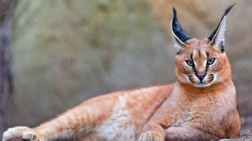 Vahşi Kedi Türleri Nelerdir?